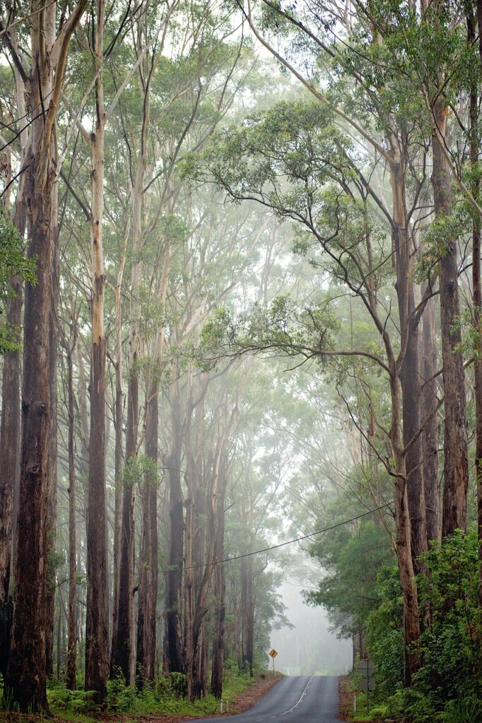 trees, nature, outdoors, woods, path, road, rural, wilderness, travel, exploration, adventure, hike, trees, trees, trees, trees, trees, nature, nature, travel, adventure, adventure, adventure