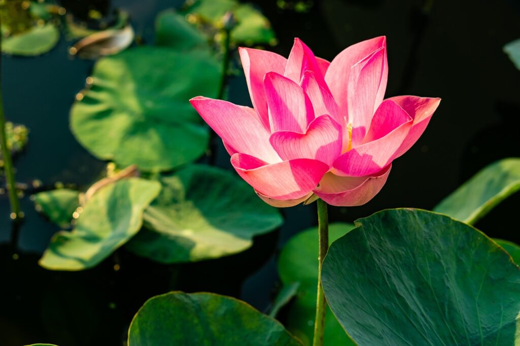 lotus flower, country, lotus, meditation, garden, lily, bloom, nature, leaves, fresh, dong thap