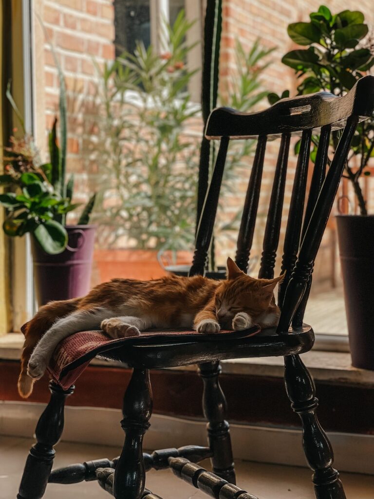 cat, pet, chair, nature, cute, sleep, animal