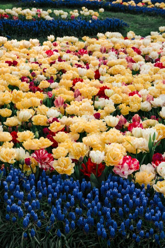 A vibrant arrangement of colorful tulips and hyacinths in full bloom during spring, showcasing nature's beauty.