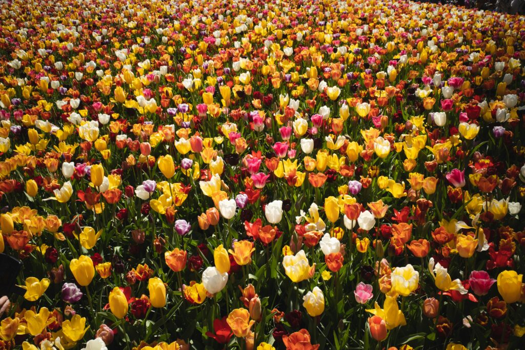 A stunning field of colorful tulips in bloom captures the essence of spring in Holland.
