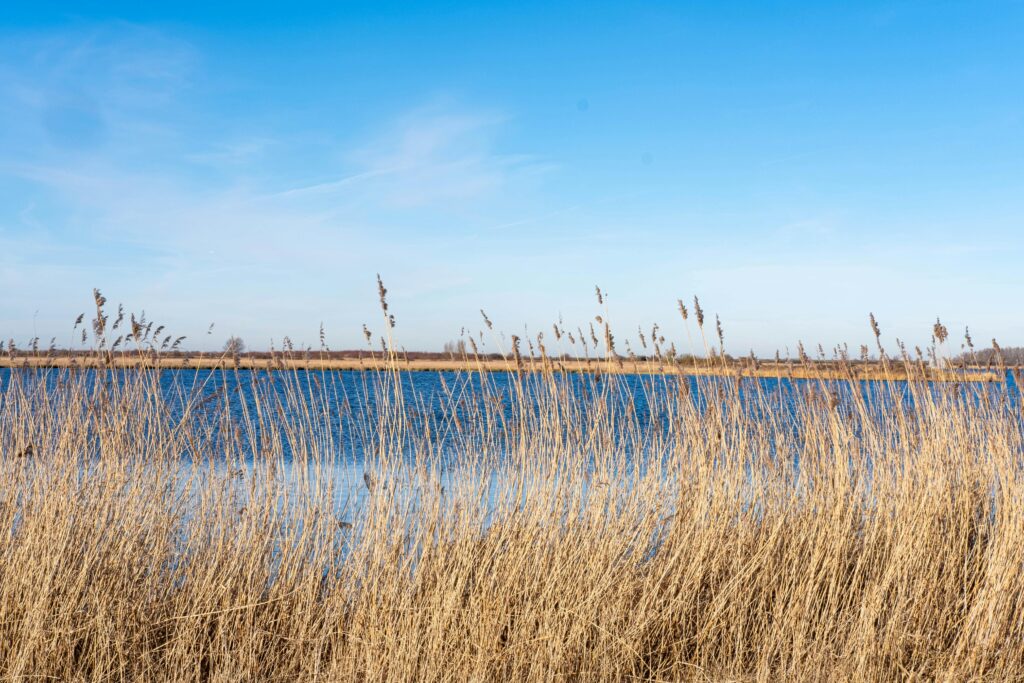 Crystal clear sky over a tranquil lakeshore with tall reeds in Almere, Netherlands.