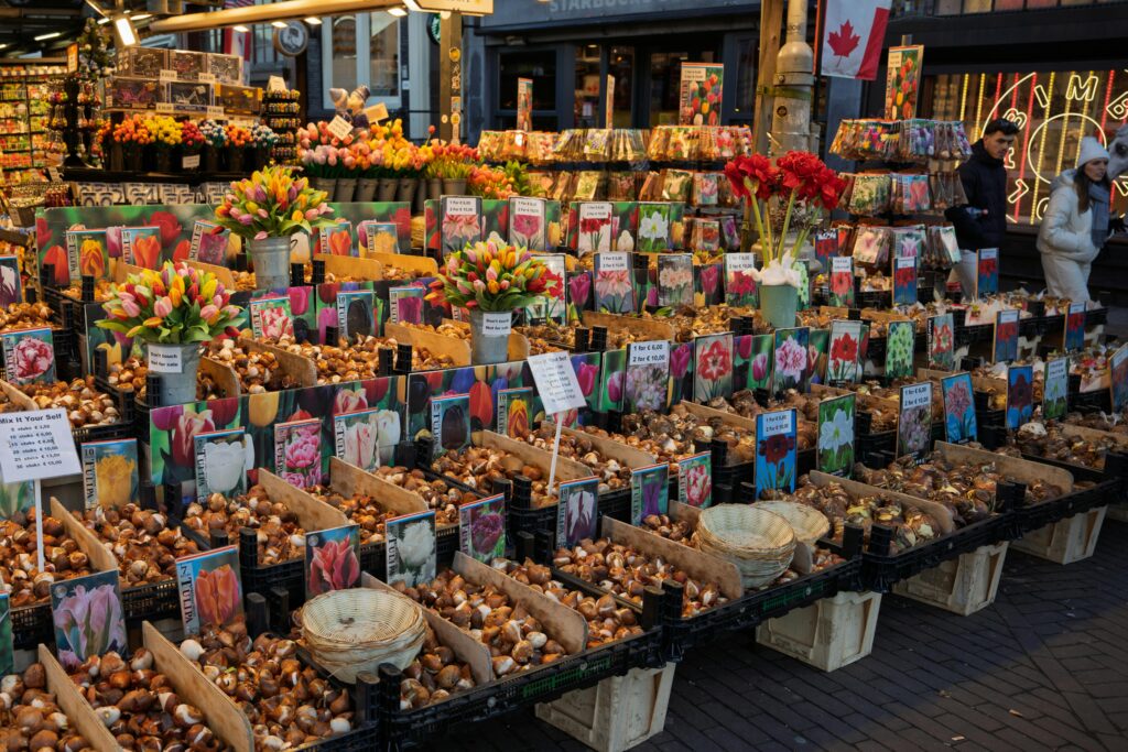 Explore a colorful array of tulip bulbs on display at a bustling Amsterdam market.