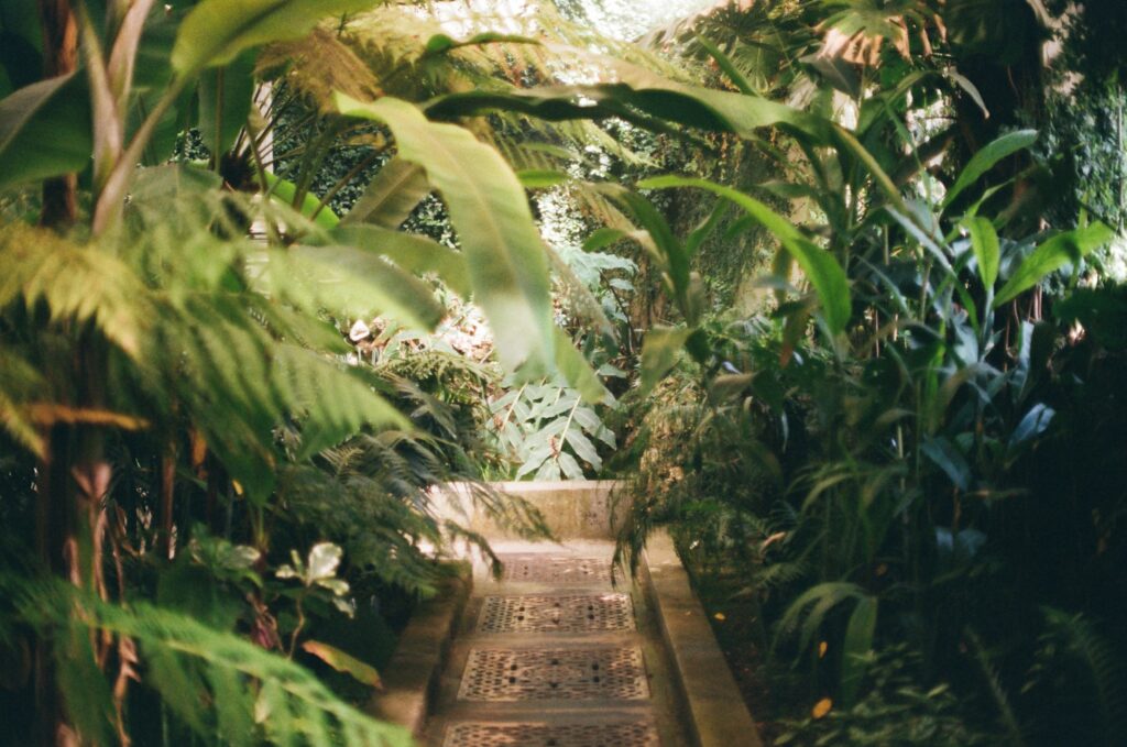 A serene, leafy pathway surrounded by lush greenery in Madrid's botanical garden.