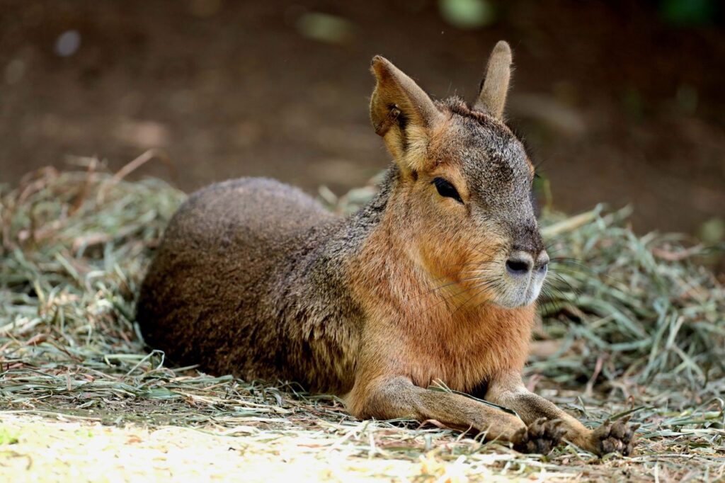 A Patagonian Mara resting on grass, showcasing its unique features.